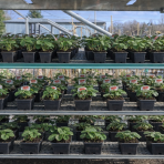 Jahoda (Fragaria x ananassa) ´MARA DE BOIS´ - stálorodiaca, previslá, kont. P11 (1 ks)